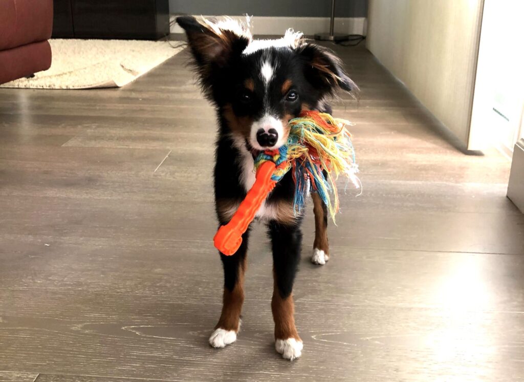 Lovable Toy Australian Shepherds: My Toy Aussie, Shadow