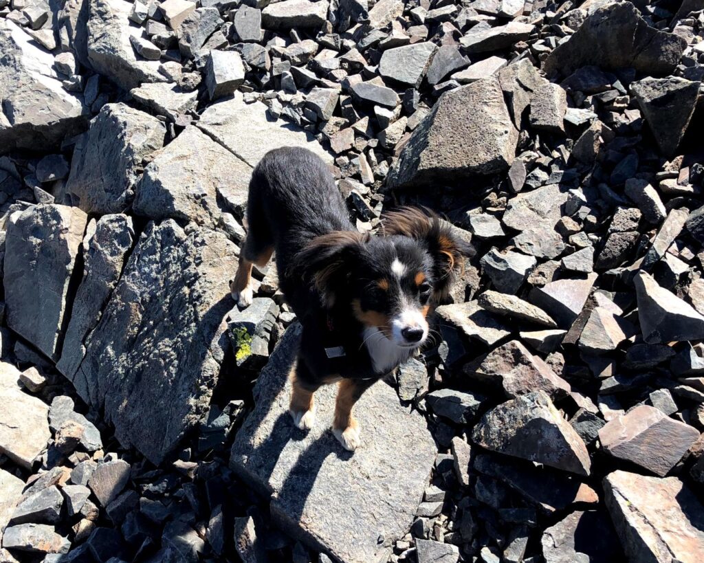 My Toy Aussie, Shadow with unique traits