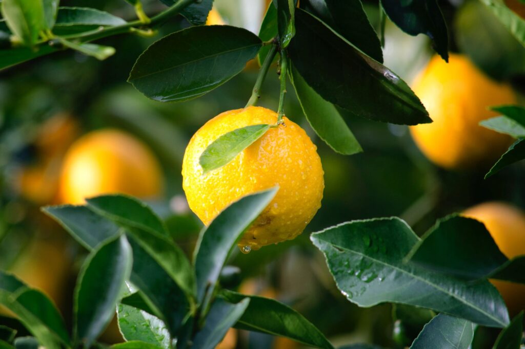 Freezing Lemon Juice and Zest