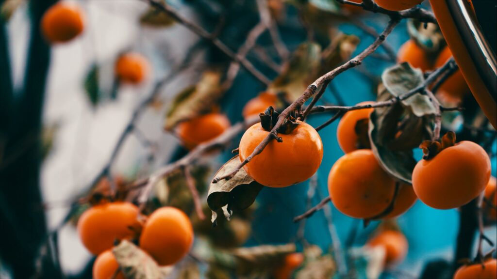 Persimmons: a delicious fruit