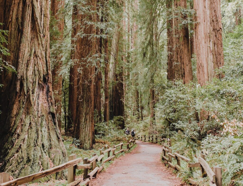 Running a marathon in Avenue of Giants marathon