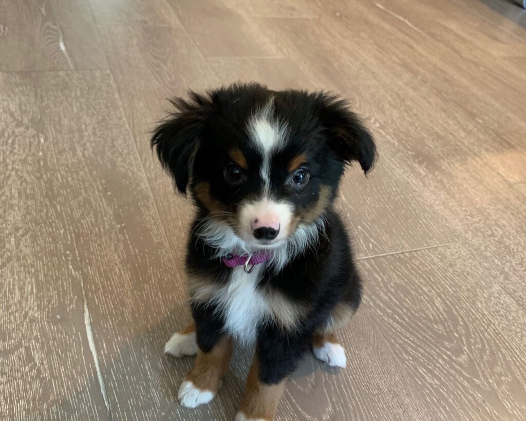 Toy Aussie, Shadow