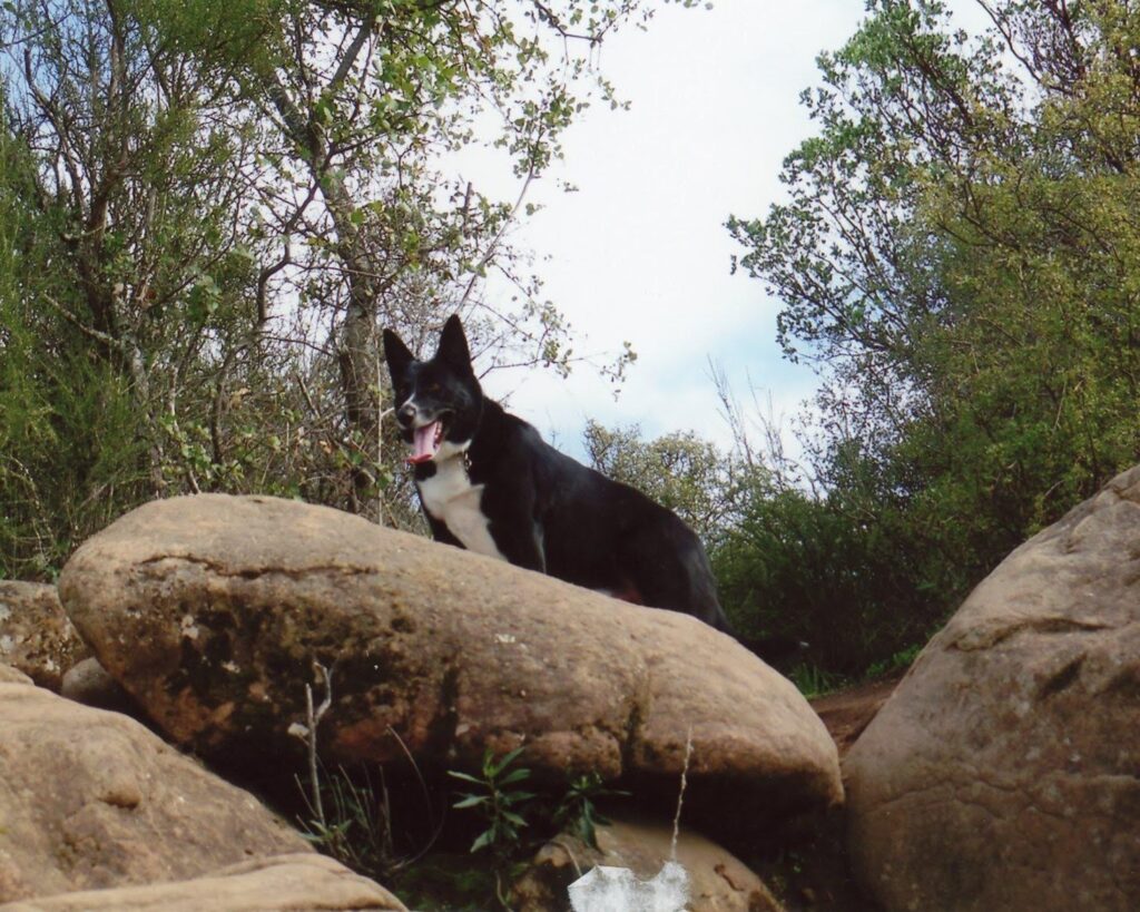 Coco hiking