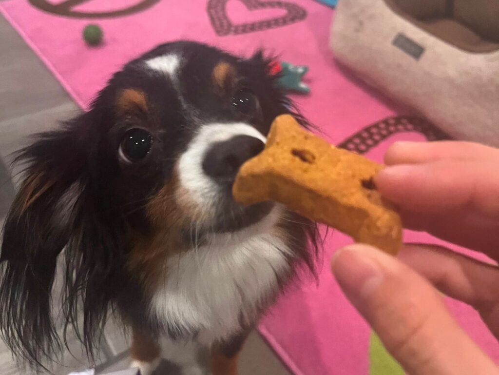 Feeding treats to dogs