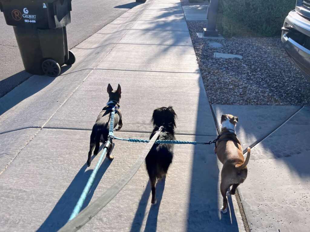 Best and worst part of TrustedHousesitters